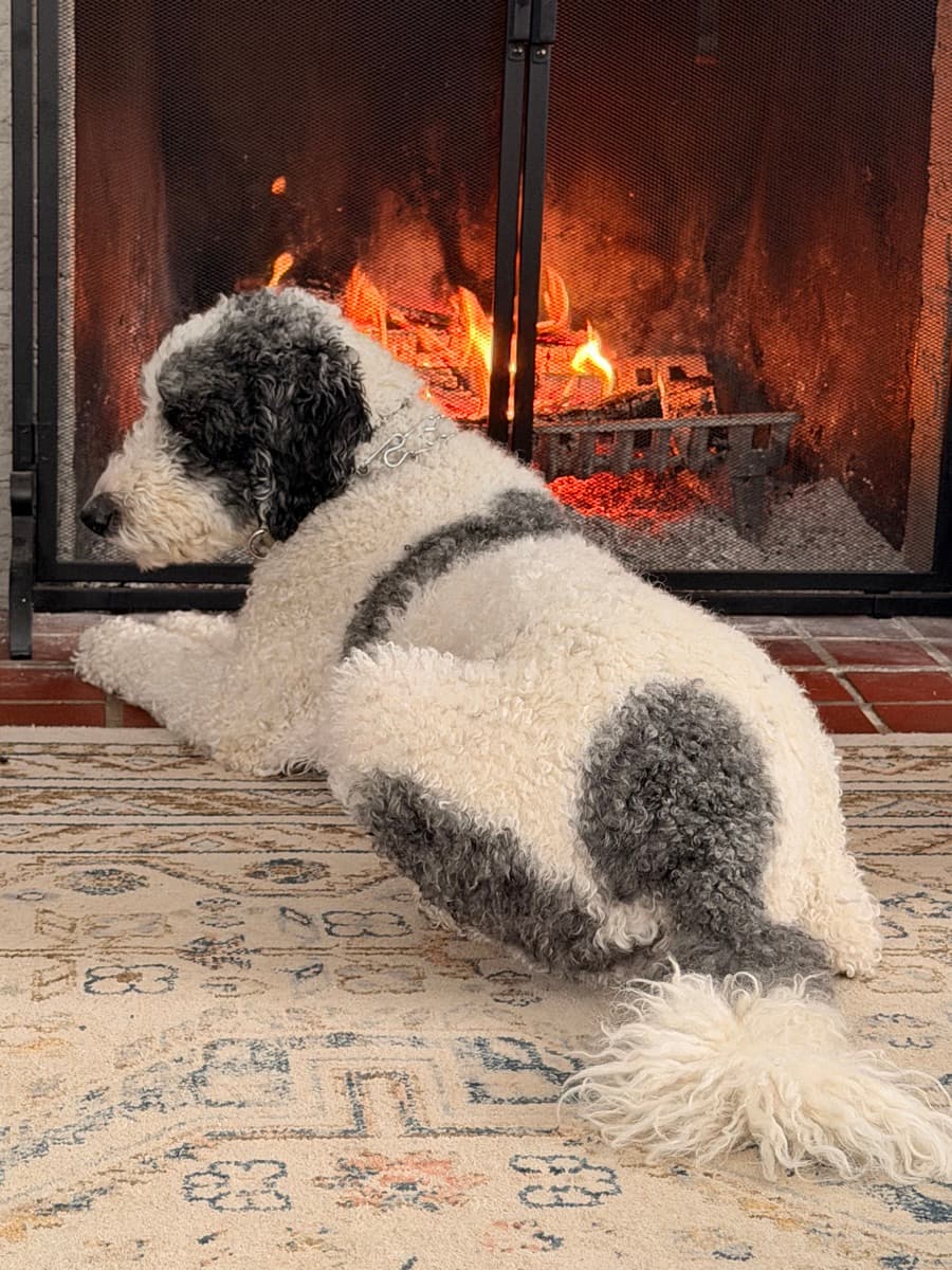 Archer the family dog by the fireplace